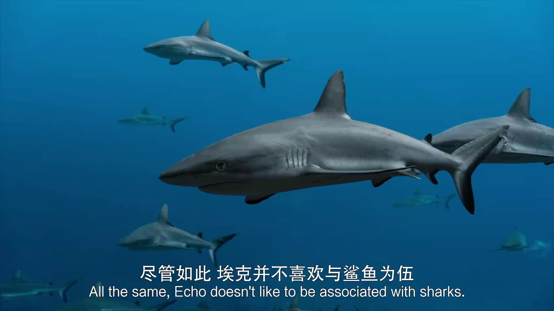 海豚礁